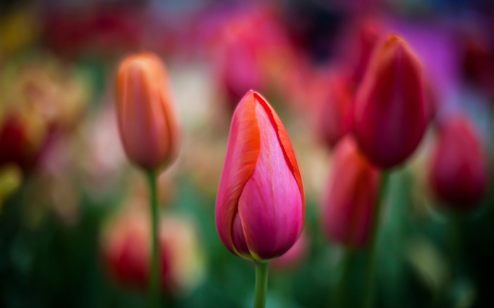 Tulipanes rojos primer plano, flores, bokeh Fondos de pantalla, imagen
