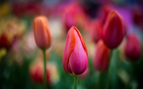 Tulipanes rojos primer plano, flores, bokeh HD fondos de pantalla