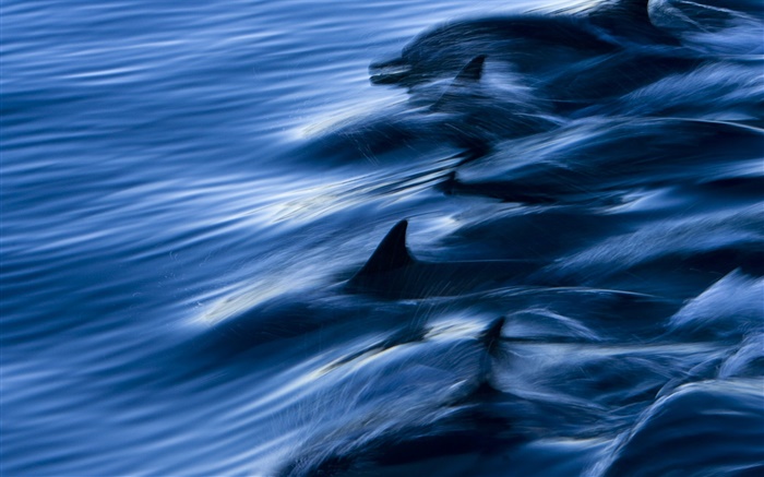 Mar, delfines, la velocidad, el agua, salpicaduras Fondos de pantalla, imagen