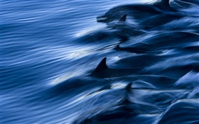 Mar, delfines, la velocidad, el agua, salpicaduras
