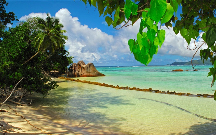 Seychelles Isla, mar, playa, plantas, hojas Fondos de pantalla, imagen