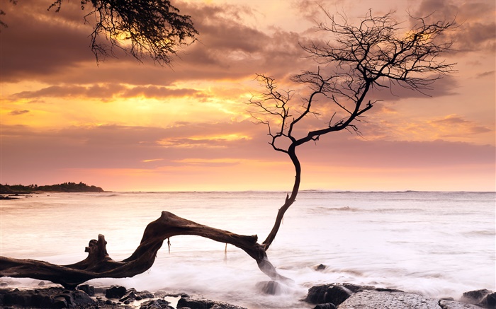 Solo árbol, puesta del sol, mar, cielo rojo, Hawai, EE.UU. Fondos de pantalla, imagen