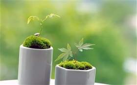 Pequeño verde de los bonsais, primavera, brote HD fondos de pantalla