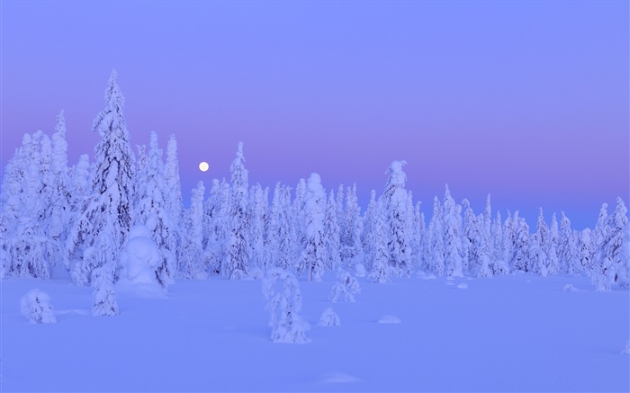 Árboles cubiertos de nieve, invierno, noche, luna, Provincia de Oulu, Finlandia Fondos de pantalla, imagen