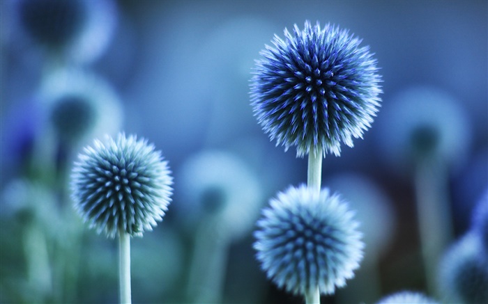 Flores esféricas, estilo azul Fondos de pantalla, imagen