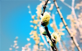 Primavera, plantas, ramas, brotes HD fondos de pantalla