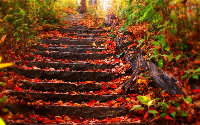 Escaleras de piedra, hojas rojas, otoño Fondos de pantalla, imagen