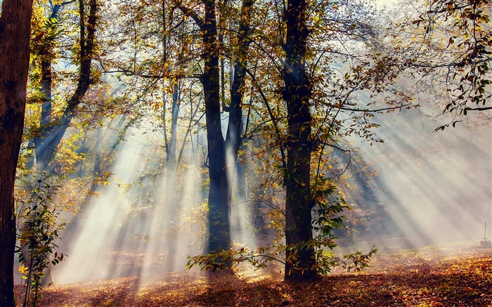 Sun rayos, bosque, árboles, otoño Fondos de pantalla, imagen