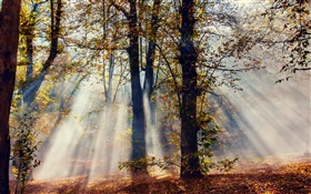 Sun rayos, bosque, árboles, otoño
