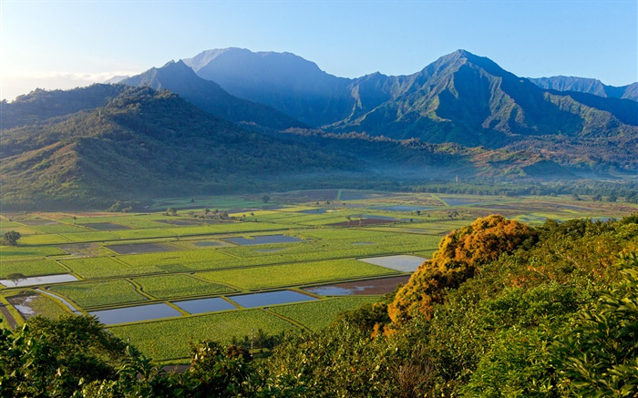 Campos de taro, valle de Hanalei, Kauai, Hawaii Fondos de pantalla, imagen