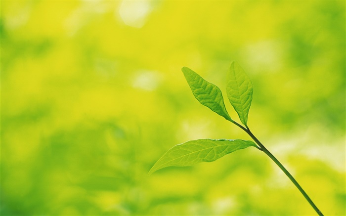 Árbol de hojas de cerca, bokeh Fondos de pantalla, imagen