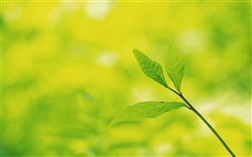 Árbol de hojas de cerca, bokeh HD fondos de pantalla