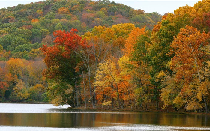 Árboles, río, otoño Fondos de pantalla, imagen