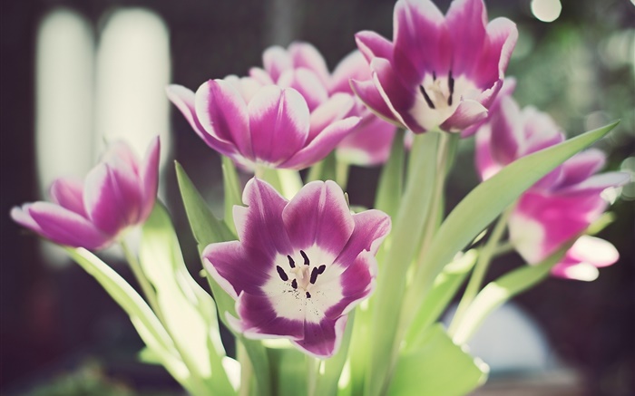 flores de tulipán, pétalos, resplandor, bokeh Fondos de pantalla, imagen