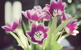 flores de tulipán, pétalos, resplandor, bokeh