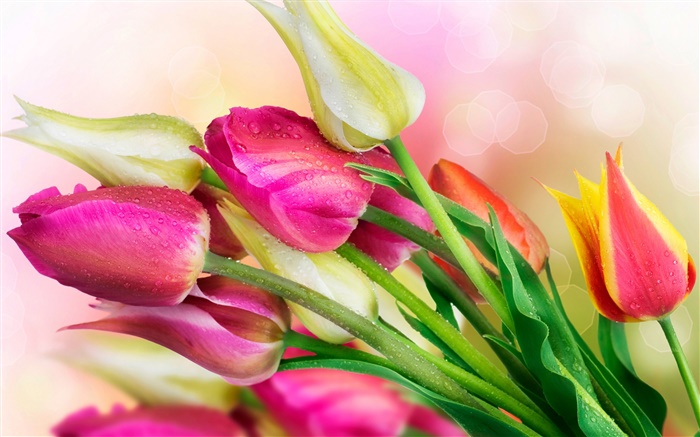 Tulipanes flores, gotas de agua Fondos de pantalla, imagen