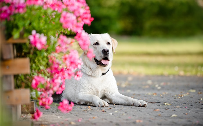 Perro blanco, flores Fondos de pantalla, imagen