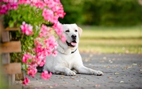 Perro blanco, flores