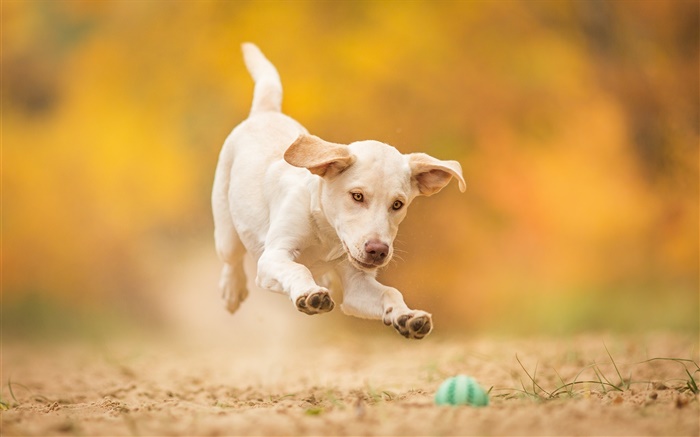 Perro blanco, perrito, salto, bola juego Fondos de pantalla, imagen