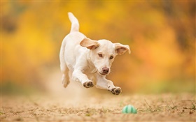 Perro blanco, perrito, salto, bola juego