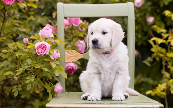 Perro blanco, perrito, flores color de rosa, silla Fondos de pantalla, imagen