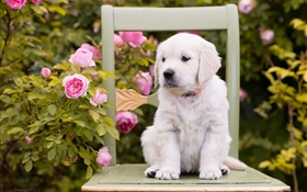 Perro blanco, perrito, flores color de rosa, silla