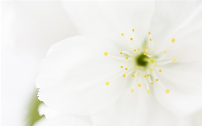 Pétalos de flores blancas primer plano, fotografía macro Fondos de pantalla, imagen