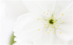 Pétalos de flores blancas primer plano, fotografía macro HD fondos de pantalla