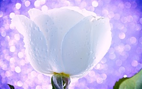 Flor blanca, rosa, gotas de agua, el rocío, la luz, el deslumbramiento