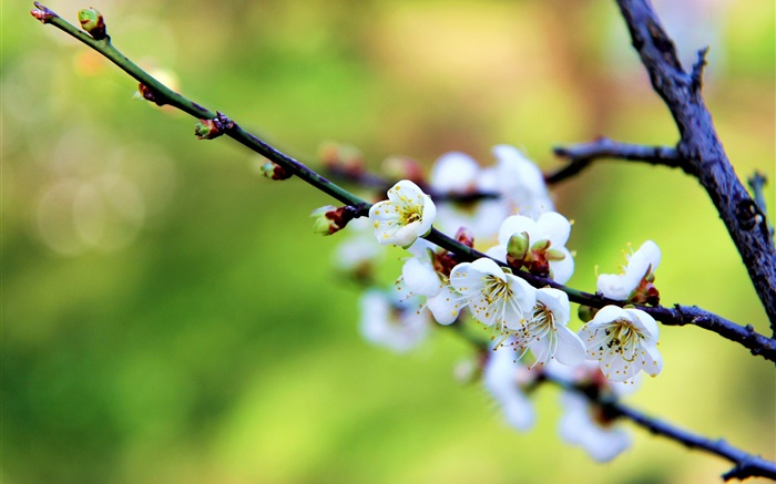 Flores blancas, flores del ciruelo, la primavera Fondos de pantalla, imagen