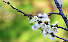 Flores blancas, flores del ciruelo, la primavera HD fondos de pantalla