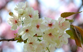 Blancos pétalos de rosas, ramos de flores, primavera