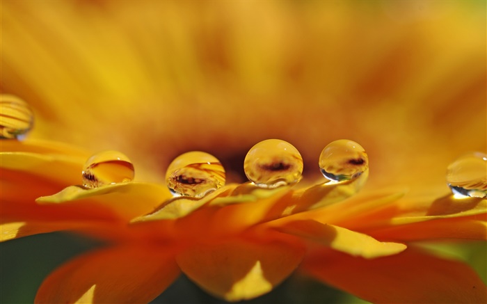 Flor macro, pétalos, gotas de agua amarillas Fondos de pantalla, imagen