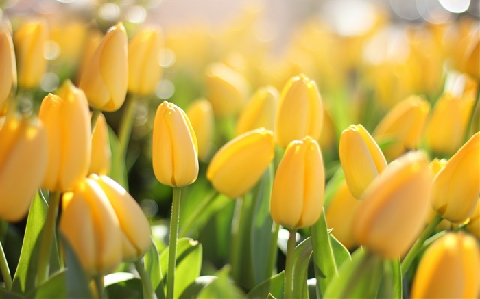 Flores amarillas, tulipanes, el deslumbramiento Fondos de pantalla, imagen