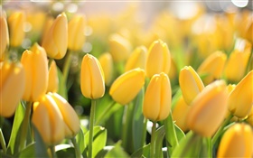 Flores amarillas, tulipanes, el deslumbramiento HD fondos de pantalla