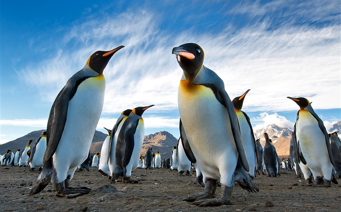 Primer de los animales, pingüinos, cielo, nubes Fondos de pantalla, imagen
