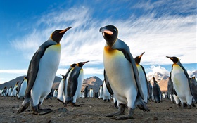 Primer de los animales, pingüinos, cielo, nubes HD fondos de pantalla