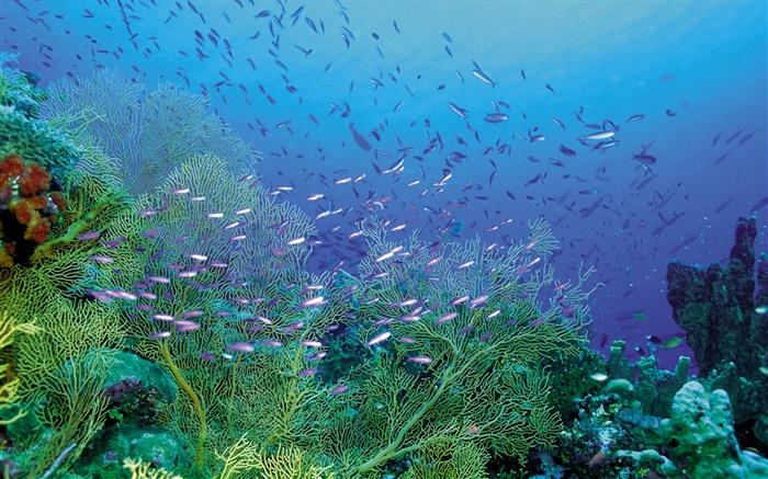 Hermosas submarinos, las plantas y los peces Fondos de pantalla, imagen