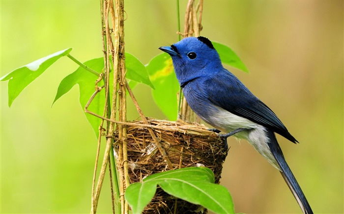 Pájaro azul, nido, hojas Fondos de pantalla, imagen