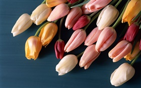 Flores de florecimiento, tulipanes HD fondos de pantalla