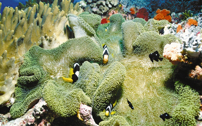 Coral, peces payaso, bajo el agua Fondos de pantalla, imagen
