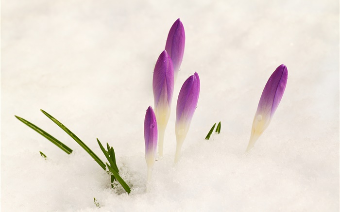 Azafrán, nieve, flores púrpuras Fondos de pantalla, imagen