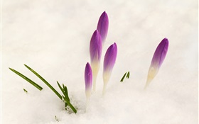 Azafrán, nieve, flores púrpuras