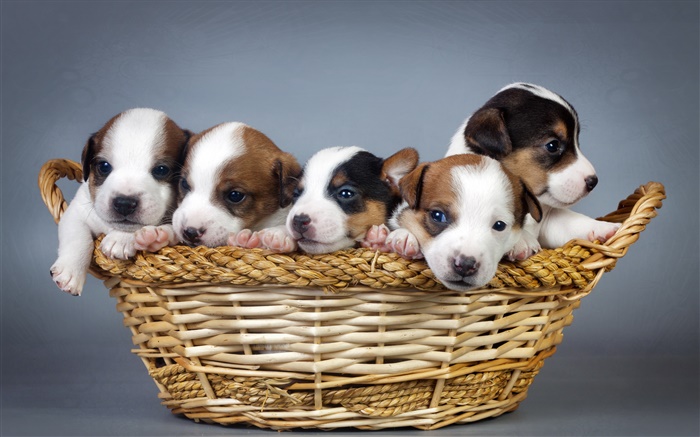 Cinco cachorros, cesta Fondos de pantalla, imagen