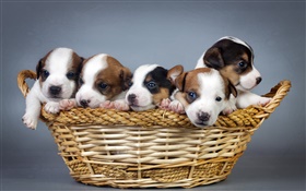 Cinco cachorros, cesta HD fondos de pantalla