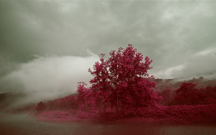 Lago, niebla, árboles, hojas rojas, otoño Fondos de pantalla, imagen