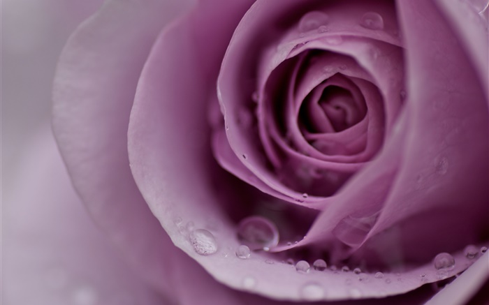 Rosa púrpura de luz, pétalos de flores, gotas de agua, primer plano Fondos de pantalla, imagen
