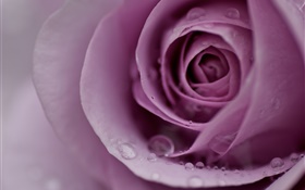 Rosa púrpura de luz, pétalos de flores, gotas de agua, primer plano HD fondos de pantalla