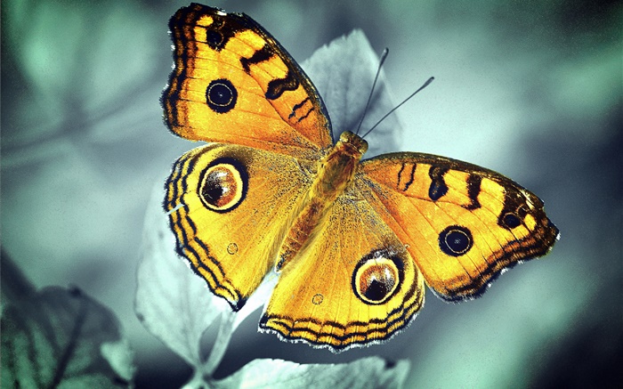 mariposa anaranjada Fondos de pantalla, imagen