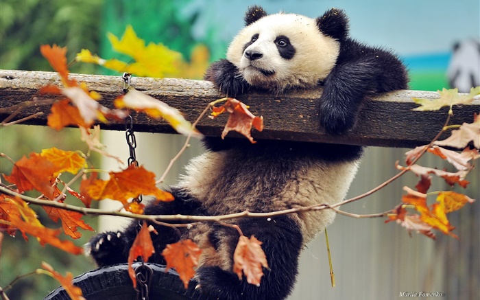Panda árbol de subida, las hojas amarillas, otoño Fondos de pantalla, imagen